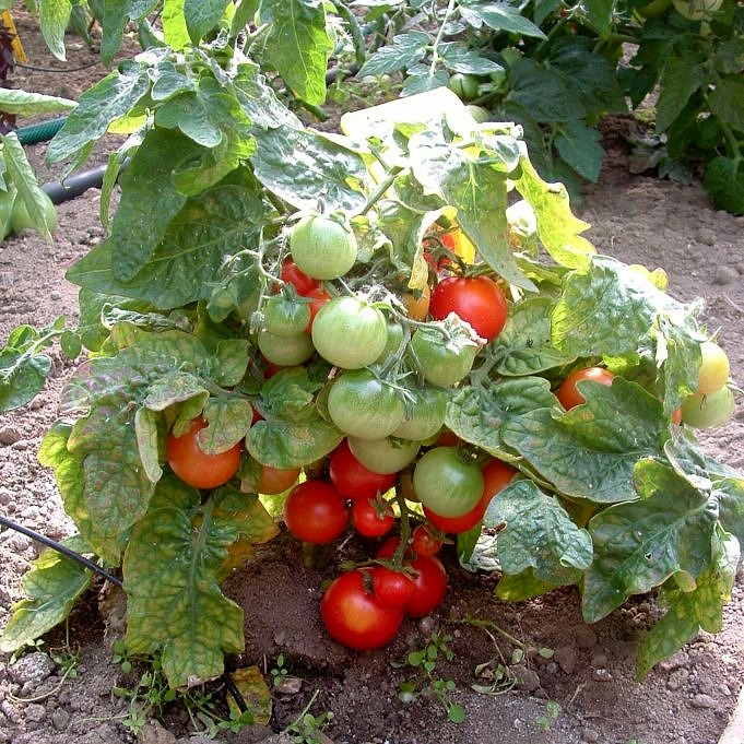 Cycle de vie d'un ver de tomate
